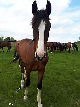 De paarden Stal Esther Midwolda