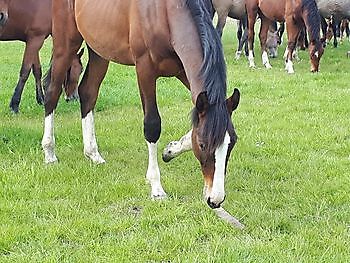 Paarden pensionstalling Stal Esther Midwolda