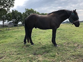 Bijzonder fijne stal Stal Esther Midwolda